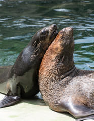 Fototapeta premium sea lion ( Zalophus )