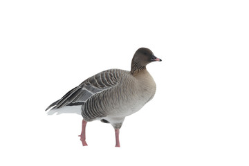Pink-footed goose, Anser brachyrhynchus