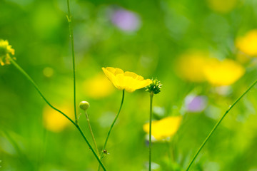 Bright buttercups on a green grass background.