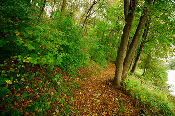 Path in the colorful forest