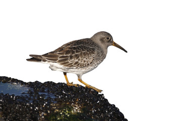 Obraz premium Purple sandpiper, Calidris maritima