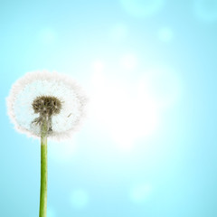 Fototapeta premium Dandelion