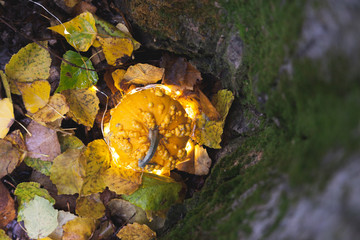 Halloween pumpkin / Pumpkin for halloween decoration in a forest with lights.