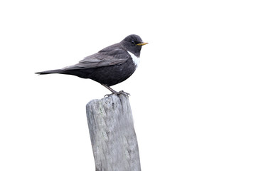 Ring ouzel, Turdus torquatus