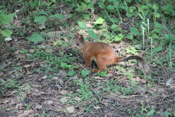 Белка в поисках пищи.