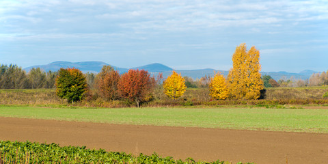 Indian Summer with colorful trees and bushes near Katzelsdorf in Lower Austria.