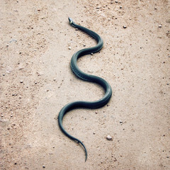 Grass snake crawling on the ground. Non-venomous reptile with yellow collar behind the head. Ringed snake on the country road in a warm sunny day. Island of Valaam, Republic of Karelia, Russia.