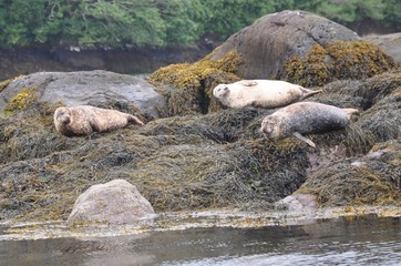 Seehunde bei Glengarriff, Irland