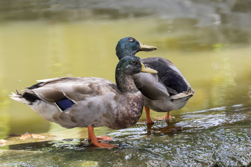 Image of two male mallard ducks (Anas platyrhynchos) standing on