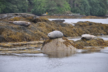 Seehunde bei Glengarriff, Irland