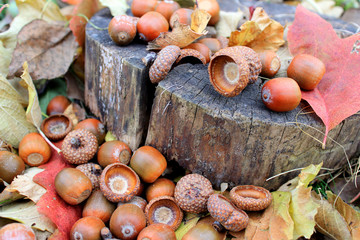 fallen acorns with dry leaves in the Park