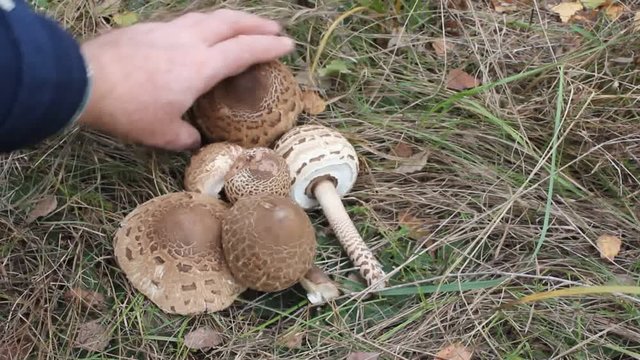 Man lays out mushrooms in the grass