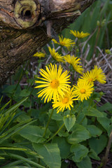 Gemswurz im Naturgarten
