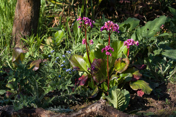 Bergenie im Naturgarten
