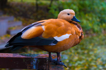 Moscow, Russia, October 2016. The ruddy shelduck or Tadorna ferruginea is waiting on the pier for somebody in the pond