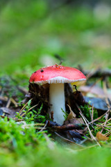 Grzyby blaszkowe, trujące