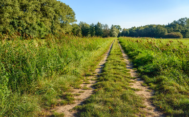 Fototapeta na wymiar Wheel tracks in a rural area on an early autumn morning