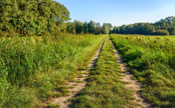 Wheel tracks in a rural area on an early autumn morning