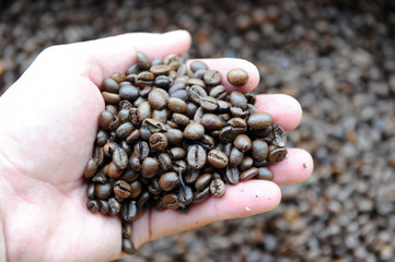Coffee beans close-up 

