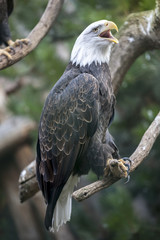 Screaming Eagle Sitting on Branch