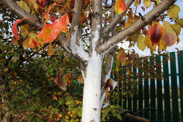 Whitewashed young fruit tree against spring sunscald in the autumn garden