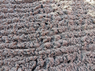 Rake loosen sand in the garden