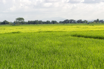 Obraz premium Green fields and sky