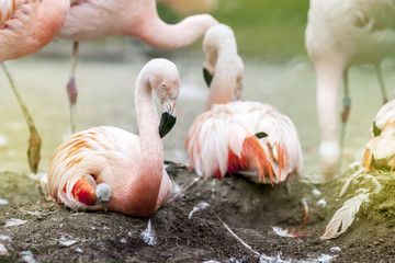 Fototapeta na wymiar Flamingos on Nest with Tiny Bird Hidden Under Female Wing