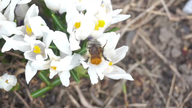 Bumblebee pollinating a white flowers