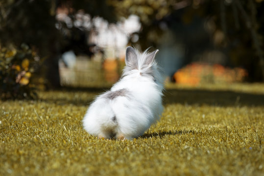 Angora Kaninchen drau&szlig;en