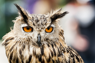 Portrait d'un hibou grand duc