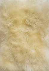 Wool background. Detail of sheep fur