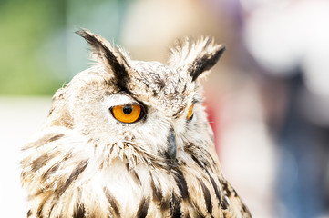 Portrait de Grand Duc