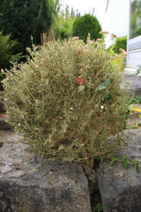 Strauch, der vom Buchsbaumz&uuml;nsler befallen ist