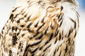 Plumage de hibou grand duc