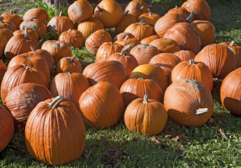 Autumn time, Halloween time, pumpkins background