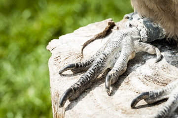 Serres d'un condor des Andes
