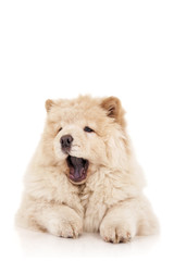 Chow-chow puppy  yawns