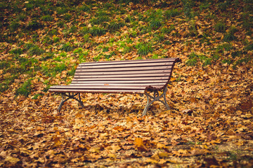 Autumn fall colors bench in park