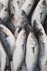 Various fresh fish and seafood at the fish market