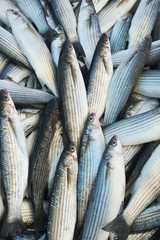 Various fresh fish and seafood at the fish market