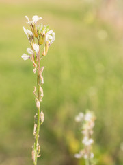 Rocket / aragula herb plant in flower