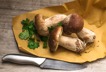 three boletus edulis over paper