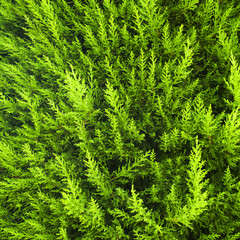 Popular ornamental plants green juniper. It can be used as a background