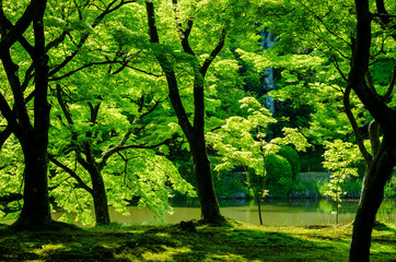 Fototapeta na wymiar Japanese garden, fresh green leaves. Kyoto Japan.