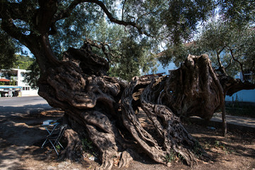 Old olive tree