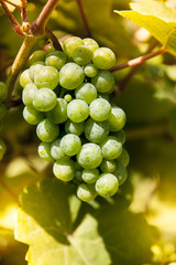 Bruttich-Fankel grapes on the hills