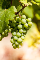 Bruttich-Fankel grapes on the hills