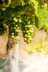 Bruttich-Fankel grapes on the hills