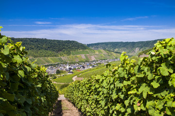 Fototapeta na wymiar Bruttich-Fankel grapes on the hills